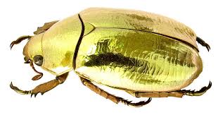 o besouro de ouro